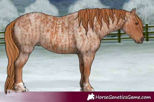 Horse Color:Chestnut  and Red Roan 