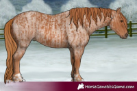 Horse Color:Chestnut  and Red Roan 