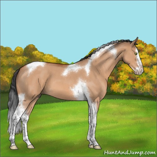 Horse Color:Brown Roan Dun Splash Tobiano 