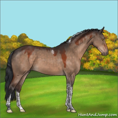 Horse Color:Brown Dun Mushroom Tobiano 