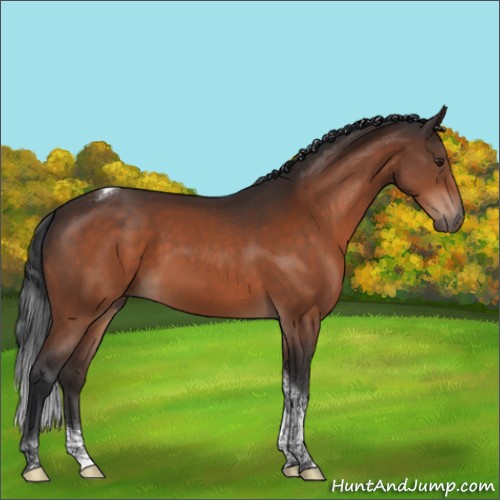 Horse Color:Brown Tobiano 