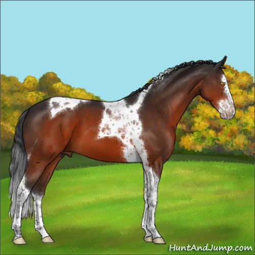Horse Color:Brown Splash Tobiano 