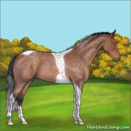 Horse Color:Brown Roan Mushroom Tobiano 