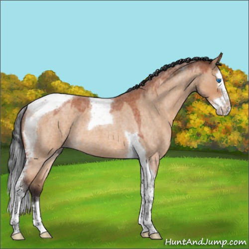 Horse Color:Bay Roan Dun Splash Tobiano 