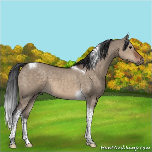 Horse Color:Brown Dun Tobiano 