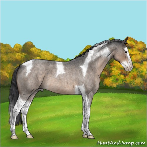 Horse Color:Brown Roan Dun Splash Tobiano 