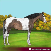 Horse Color:Brown Dun Splash Tobiano