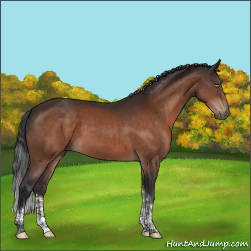 Horse Color:Brown Tobiano 