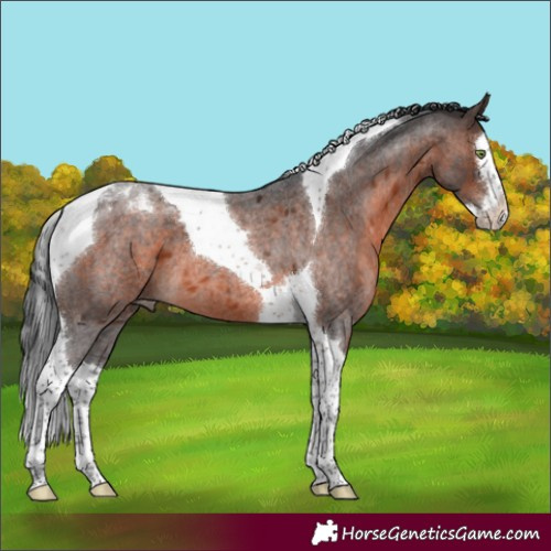 Horse Color:Brown Roan Mushroom Splash Tobiano 