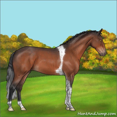 Horse Color:Brown Roan Tobiano 