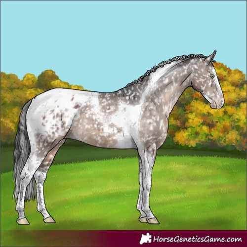 Horse Color:Brown Dun Mushroom Splash Tobiano Appaloosa
