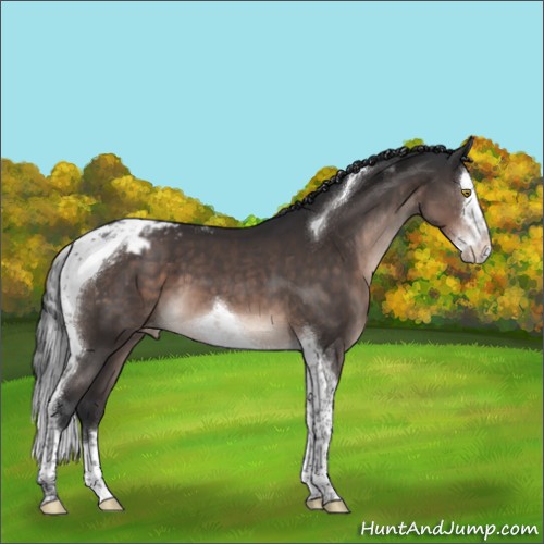 Horse Color:Brown Mushroom Splash Tobiano Appaloosa 