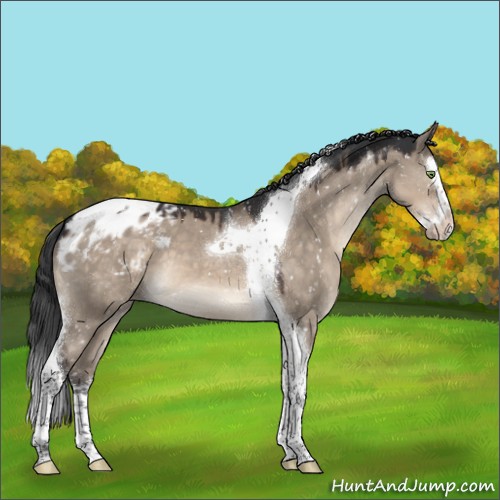 Horse Color:Brown Dun Mushroom Splash Tobiano Appaloosa 
