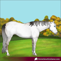 Horse Color:Gray Amber Champagne Ice Dun Frame