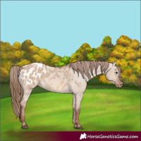Horse Color:Red Dun Appaloosa 
