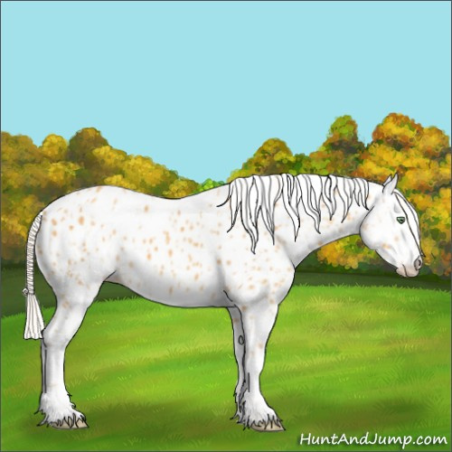 Horse Color:Gold Cream Champagne Appaloosa  and Gold Cream Champagne Splash Appaloosa 
