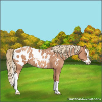 Horse Color:Gold Champagne Splash Appaloosa 