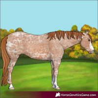 Horse Color:Chestnut Ice 