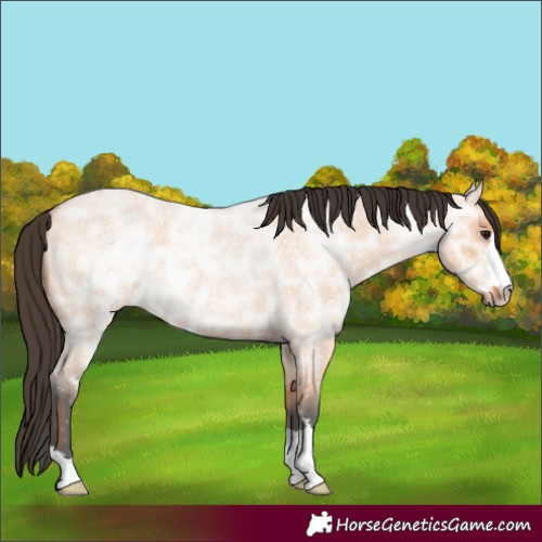 Horse Color:Bay Ice Roan Dun 