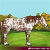 Horse Color:White Spotted Chestnut Ice