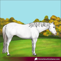 Horse Color:Brown Ice Tobiano Snowcap