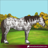 Horse Color:Liver Chestnut Ice 