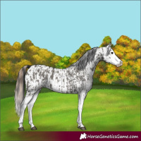 Horse Color:Grullo Sabino Splash  and Grullo Sabino Splash Appaloosa 