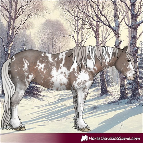 Horse Color:White Spotted Silver Black Sabino 