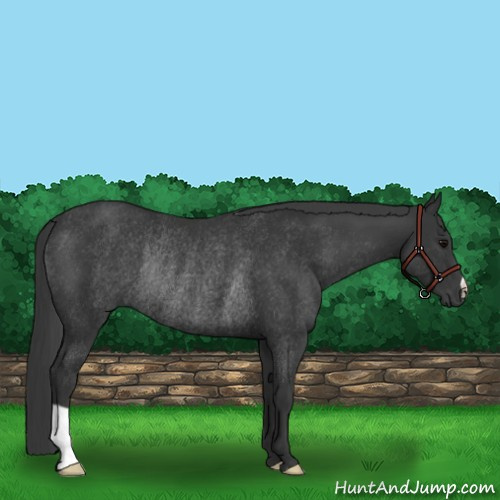 Horse Color:Black Rabicano 