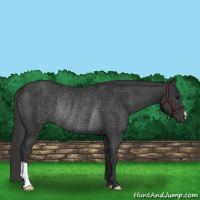 Horse Color:Black Rabicano
