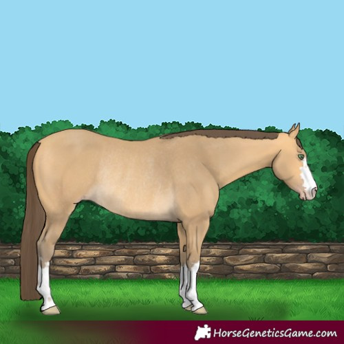 Horse Color:Amber Cream Champagne Rabicano 