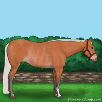 Horse Color:Silver Bay Rabicano