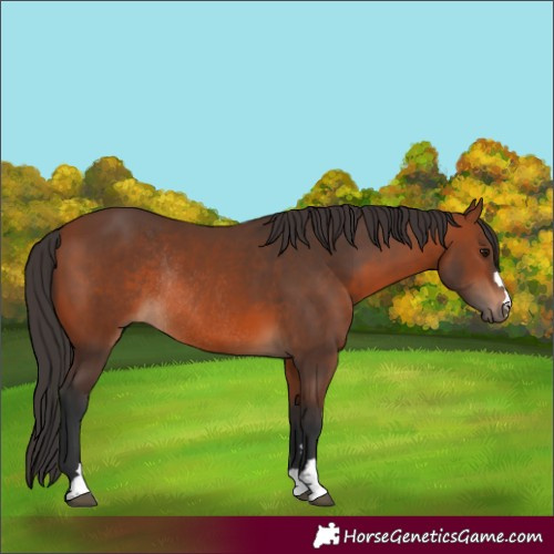 Horse Color:Bay Rabicano 