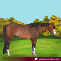 Horse Color:Bay Rabicano 