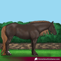 Horse Color:Liver Chestnut Rabicano 