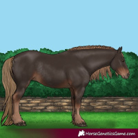Horse Color:Liver Chestnut Rabicano 