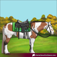 Horse Color:Bay Sabino Rabicano  and Amber Champagne Sabino Appaloosa Rabicano 