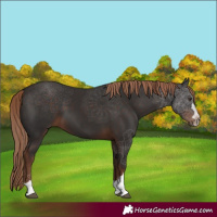Horse Color:Liver Chestnut 