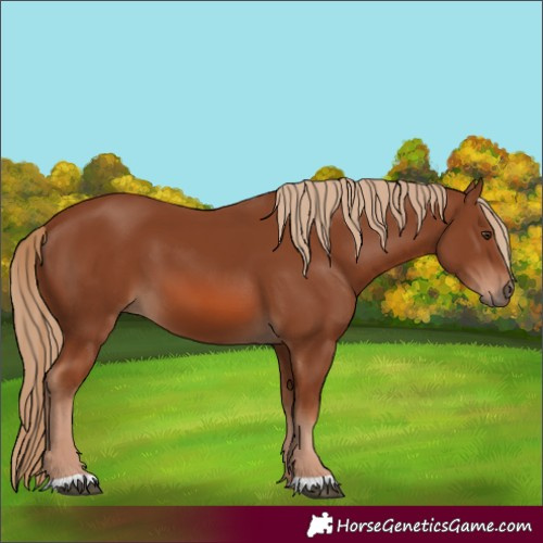 Horse Color:Chestnut 