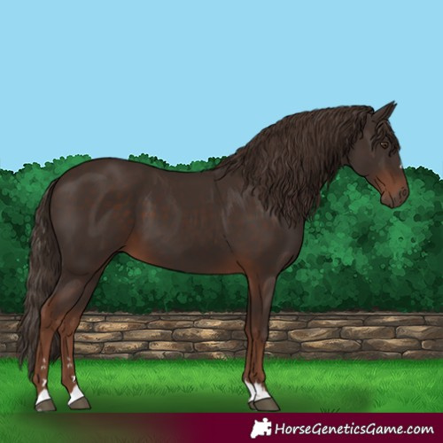 Horse Color:Liver Chestnut 