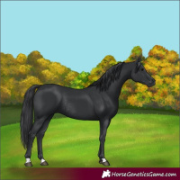 Horse Color:Black Rabicano 