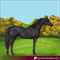 Horse Color:Black Rabicano 