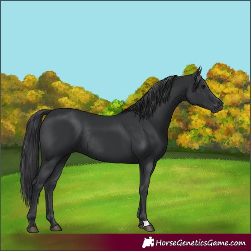 Horse Color:Black Rabicano 