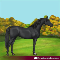 Horse Color:Black Rabicano 
