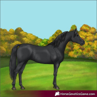 Horse Color:Black Rabicano 