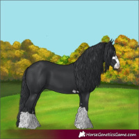Horse Color:Black 