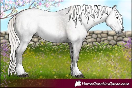 Horse Color:Gray Silver Blue Onyx Ice
