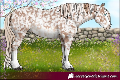 Horse Color:Chestnut Sabino Splash Appaloosa 