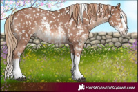 Horse Color:Chestnut Sabino Splash Appaloosa 