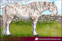 Horse Color:Chestnut Sabino Splash Appaloosa 